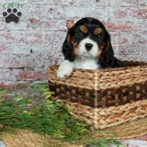 Harley, Cavalier King Charles Spaniel Puppy